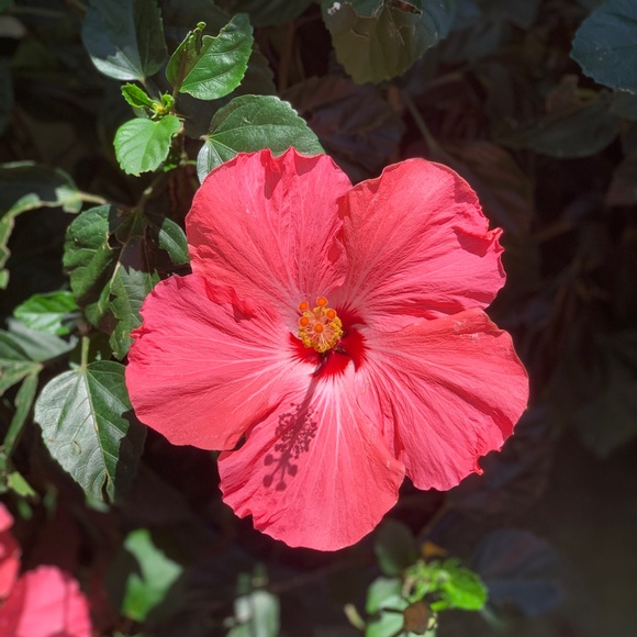 Meet your Posher, Marissa - Picture 1 of 1